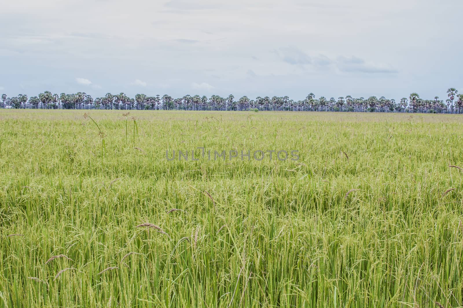 rice field by siiixth