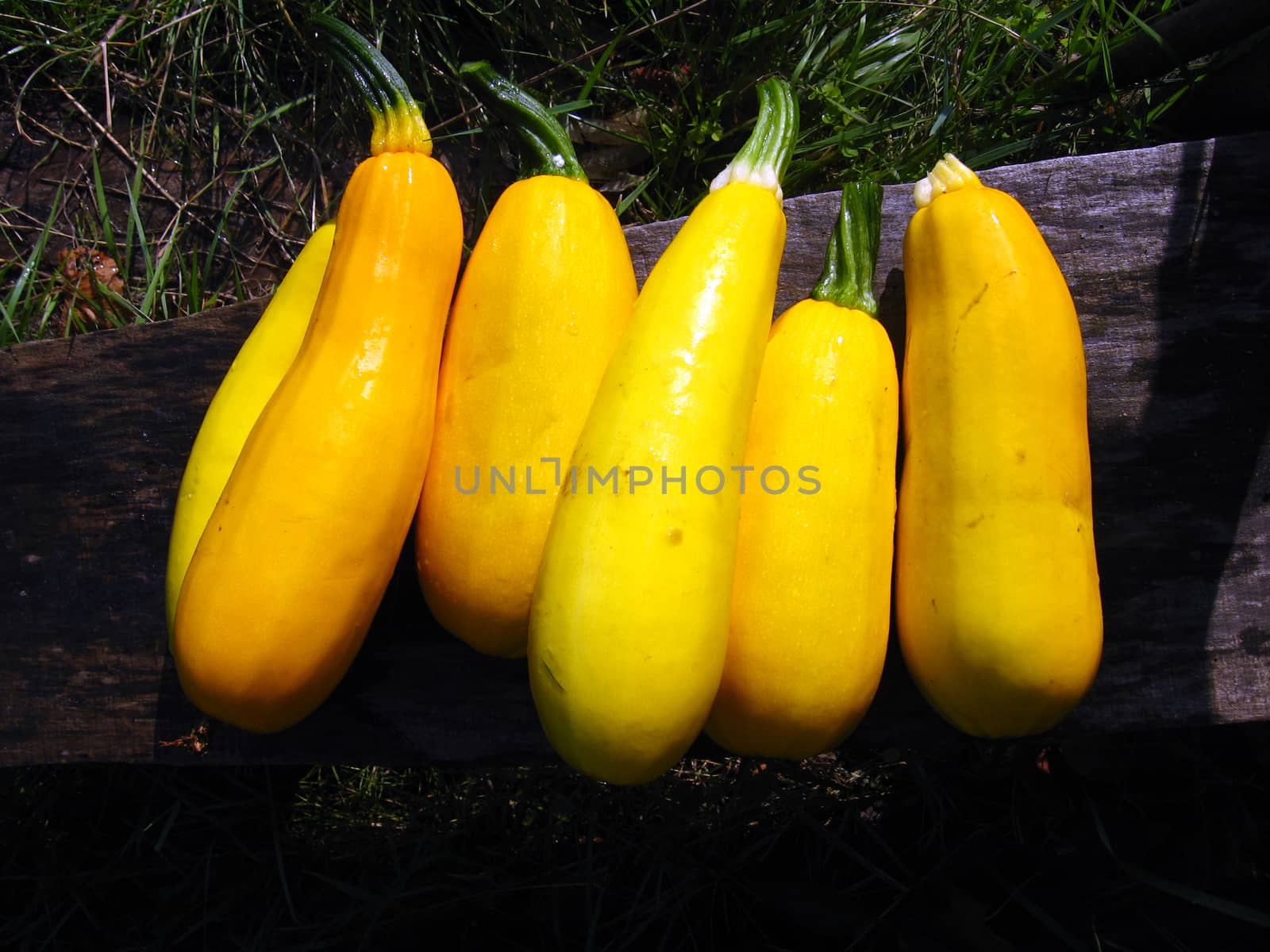 harvest of yellow squashes on the bed