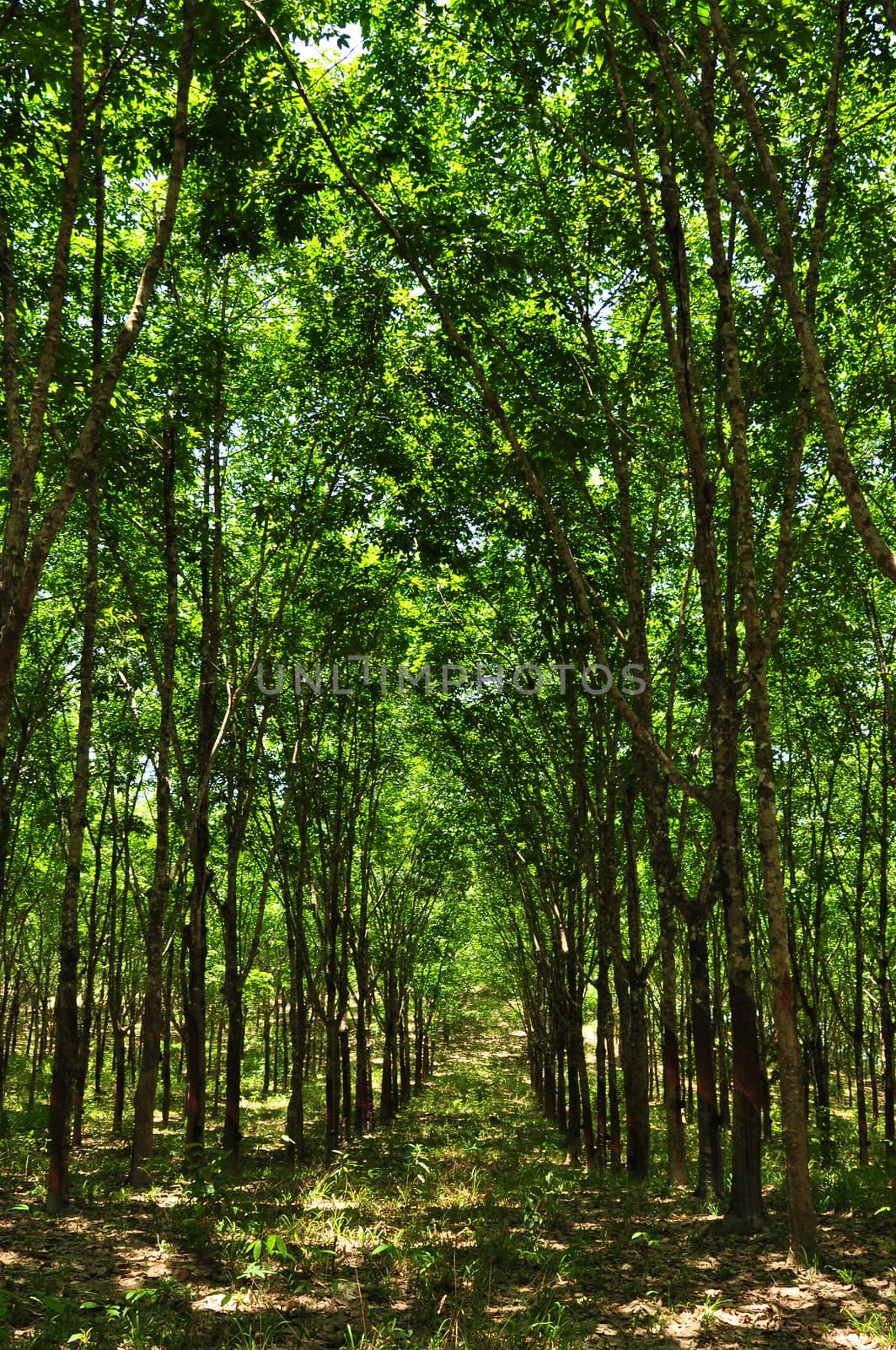 a rubber plantation