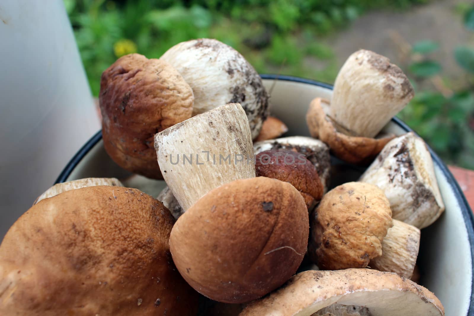 Beautiful ripe mushrooms by alexmak