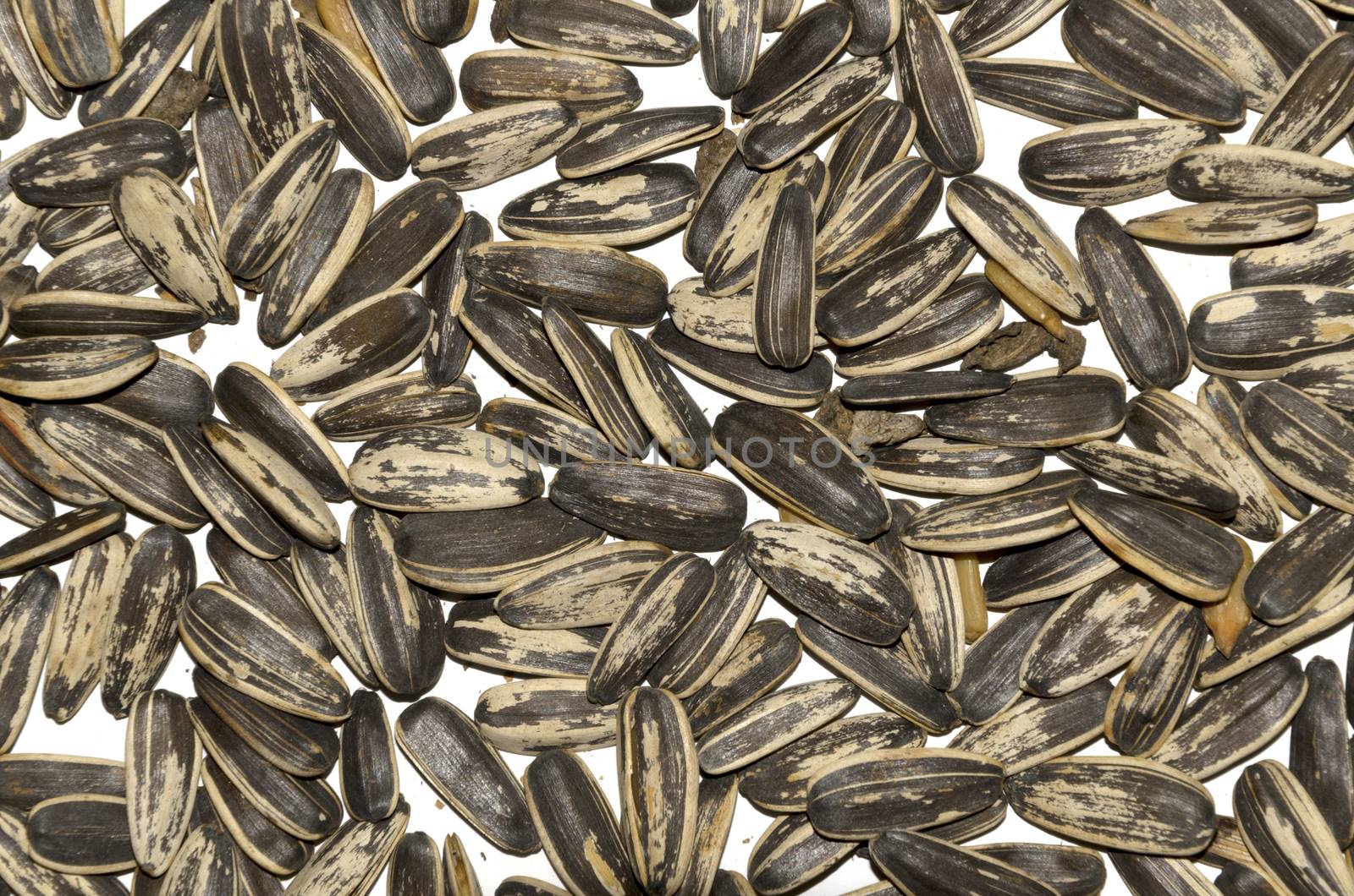 a sun flower seeds