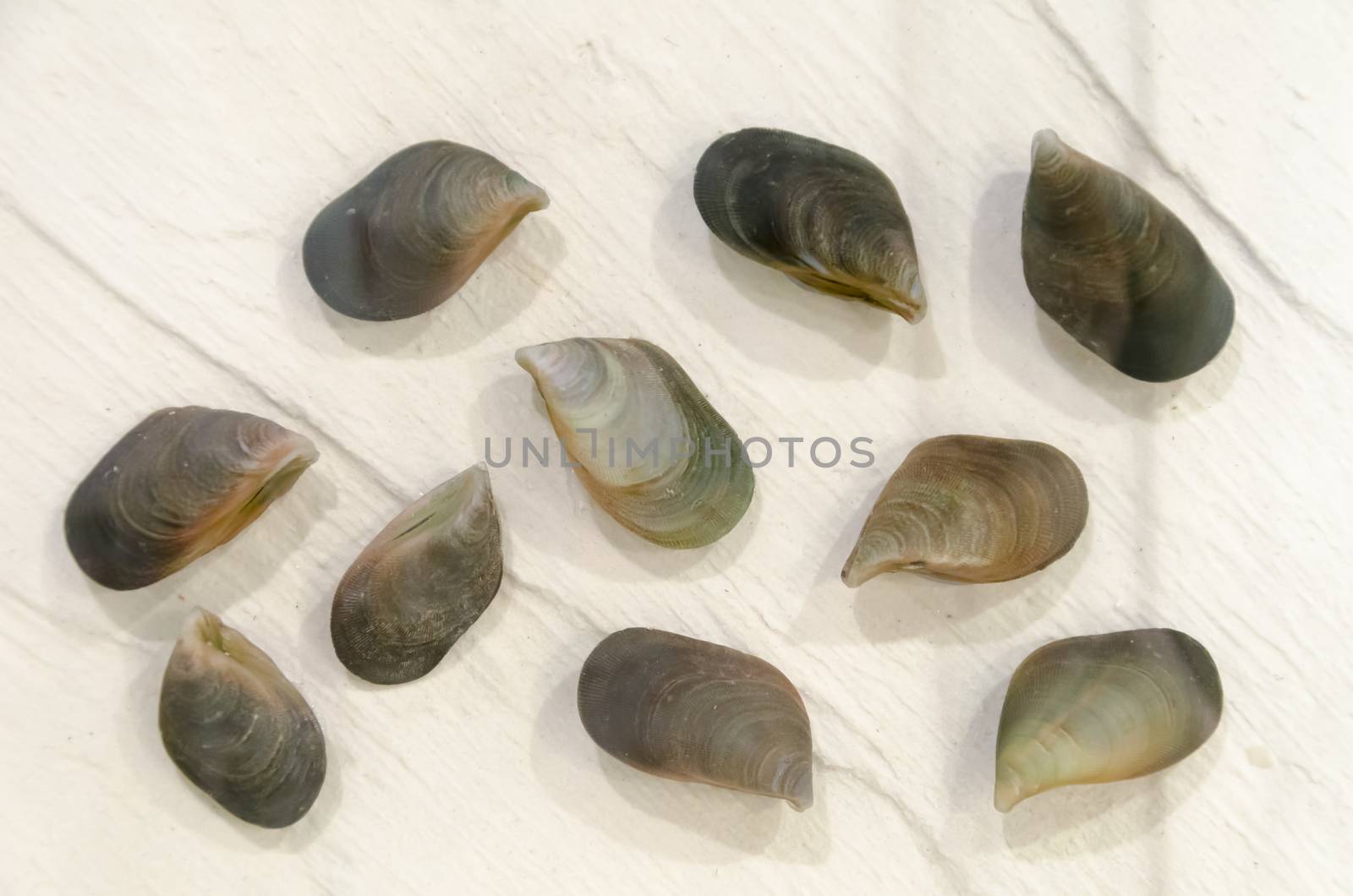 sea shells  by siiixth