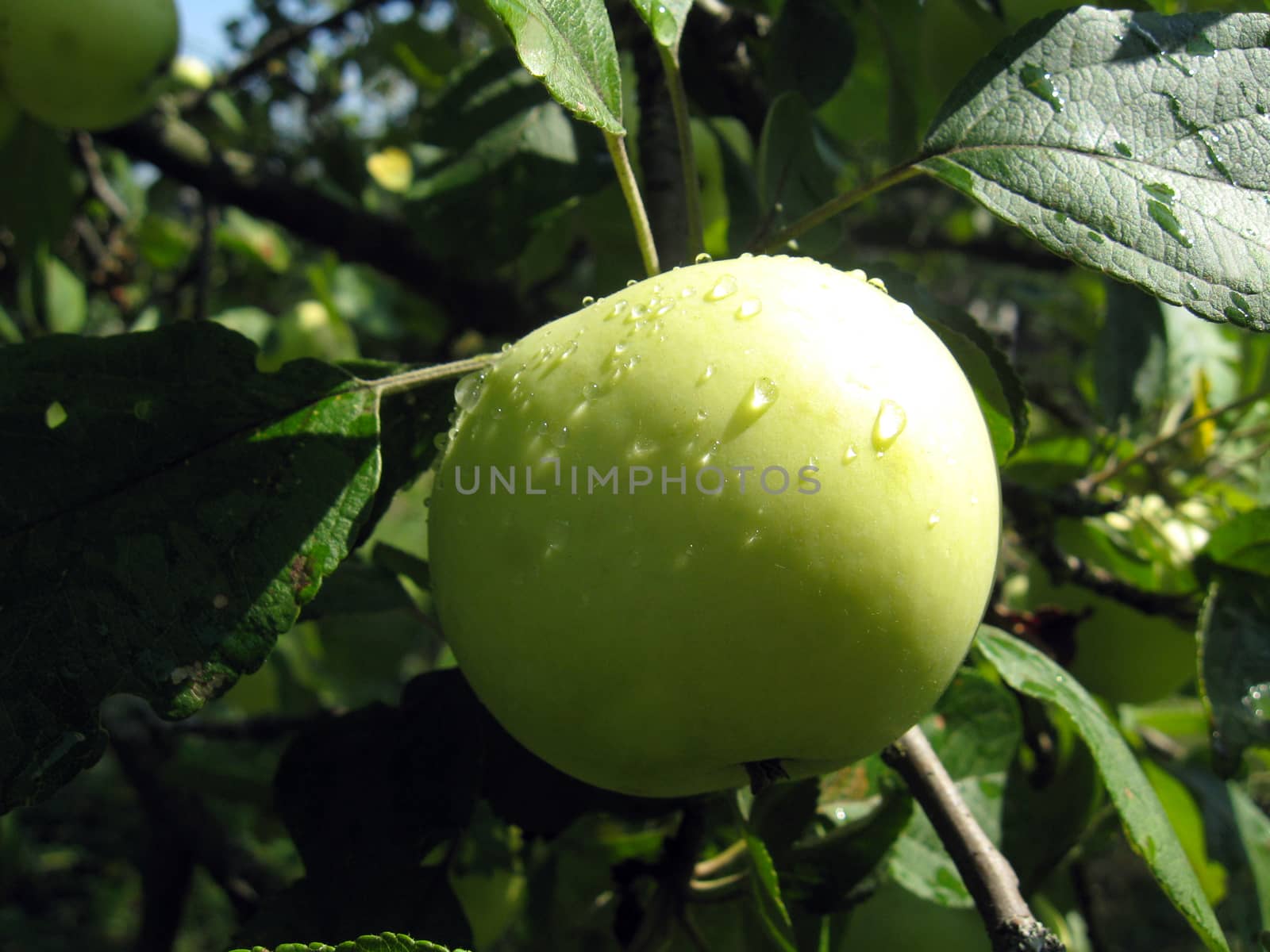 very tasty and ripe apple hanging on the tree