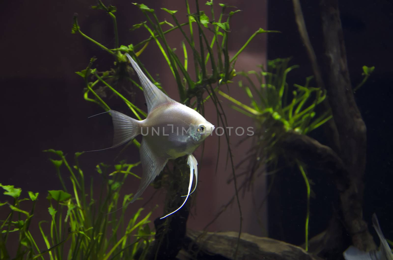 Fish in aquarium by siiixth