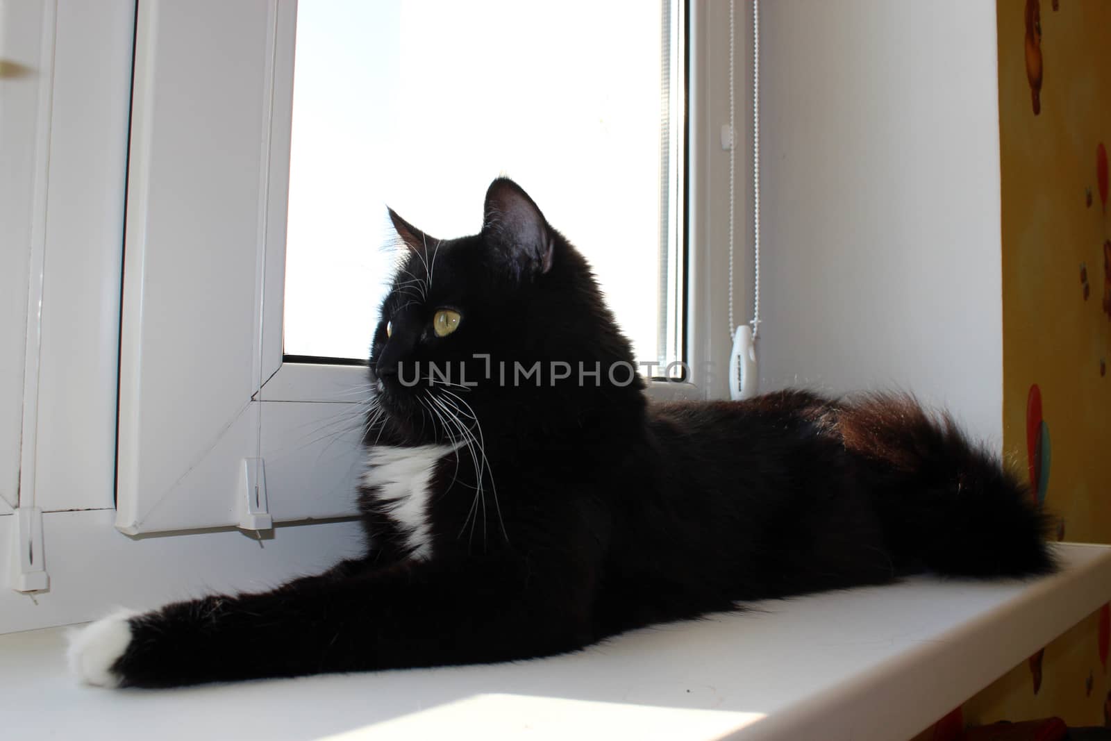 cat lying on the window-sill by alexmak