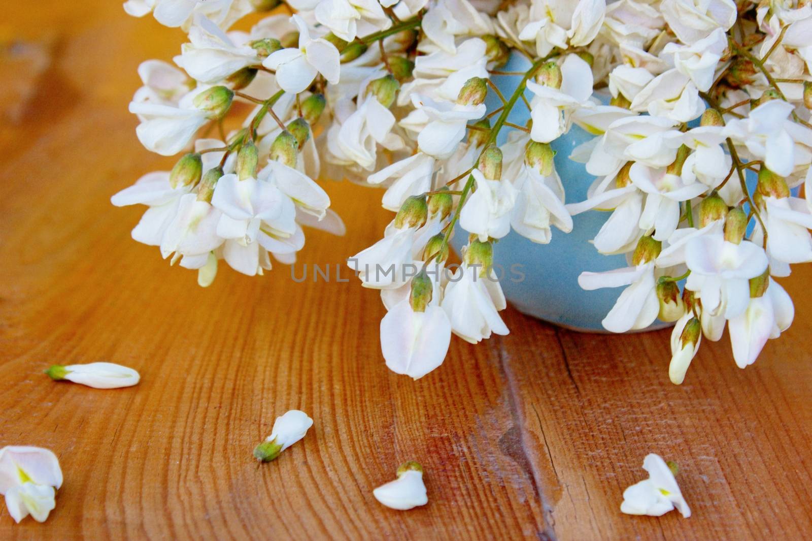 White Wisteria flowers which bloom during springtime, hanging from a ceramic vase onto the wooden board underneath. This Still life image can be used for nature, springtime and floral concepts.
