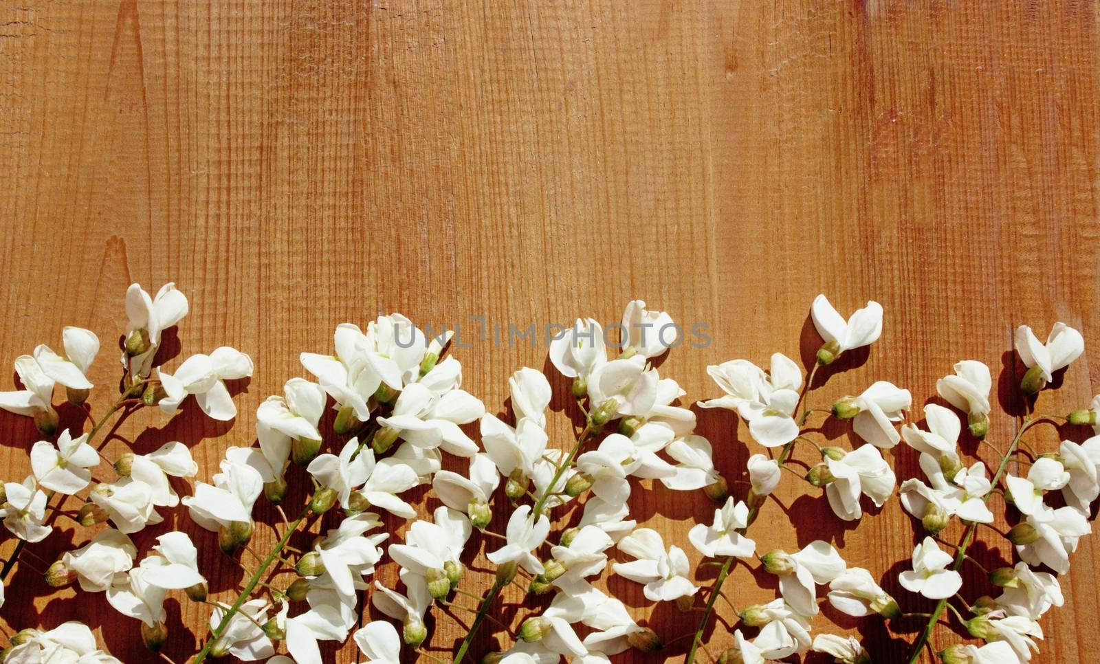 A row of white wisteria flowers on wood planks. The blank space on the top with the wooden background can be used as copyspace for creating spring time, floral or nature inspired banners.
