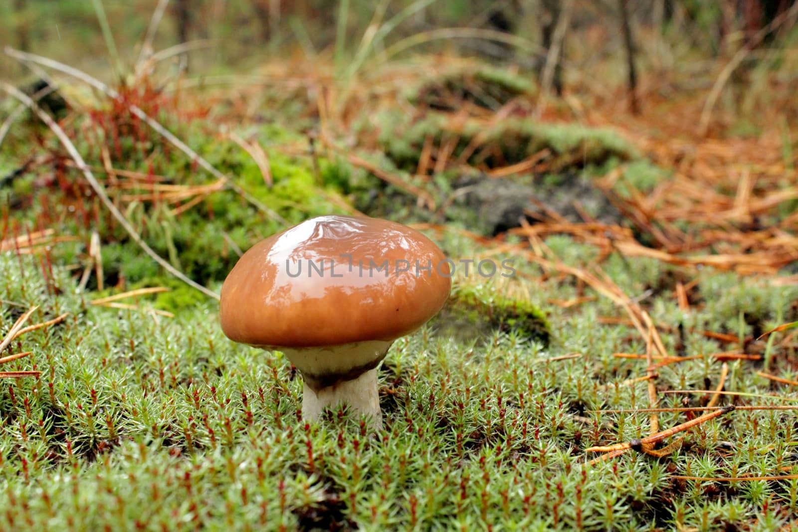 some nice mushroom in the green moss