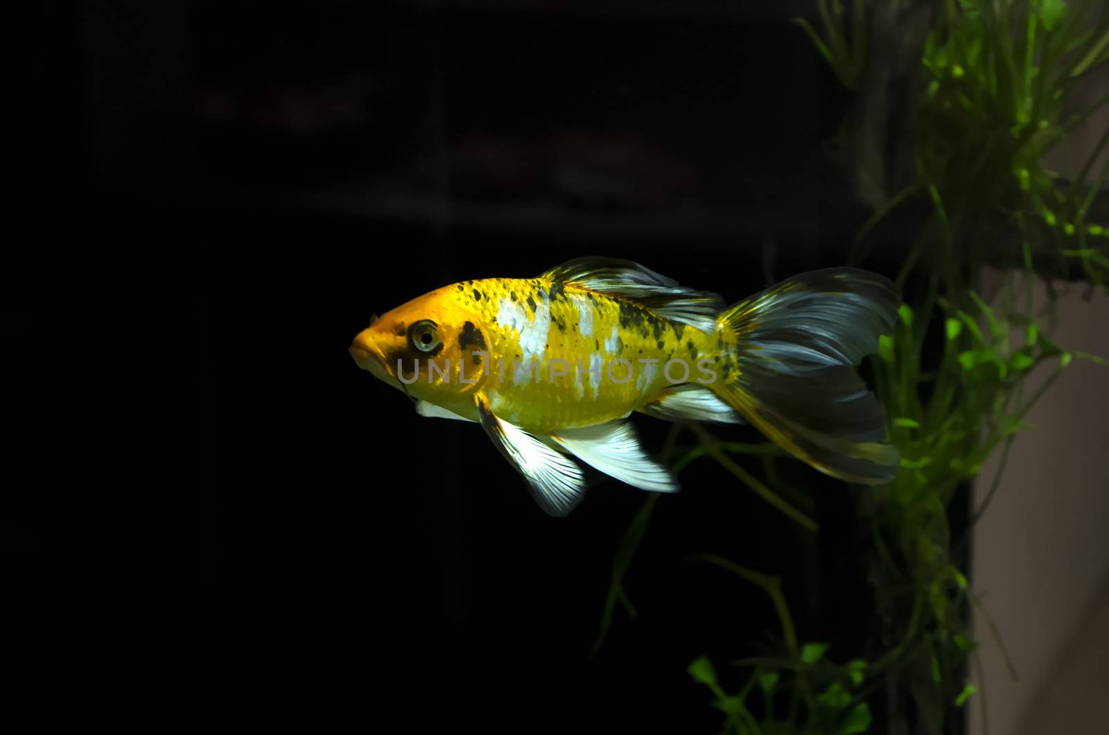 a Fish in aquarium