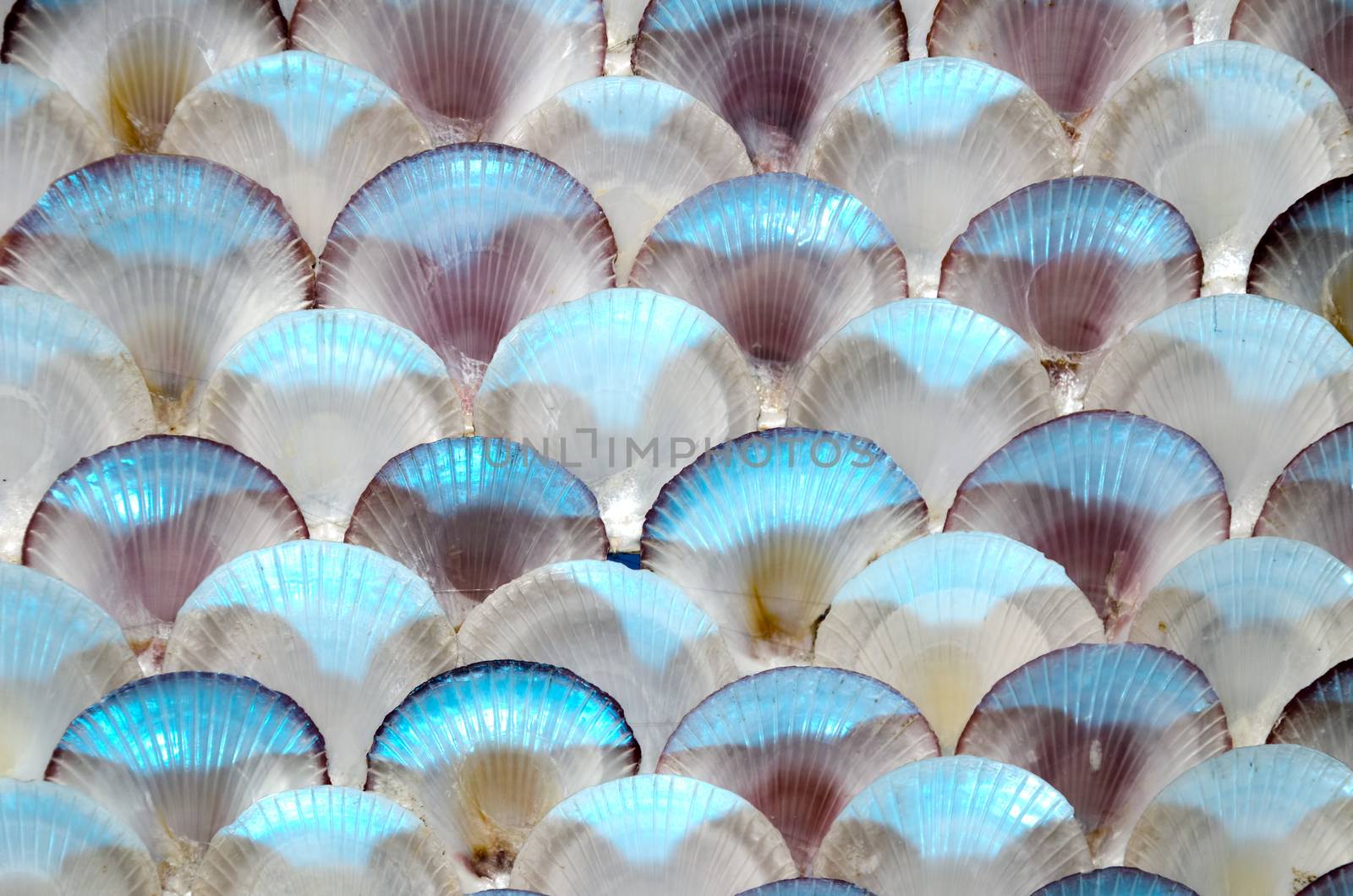 Sea shell wall