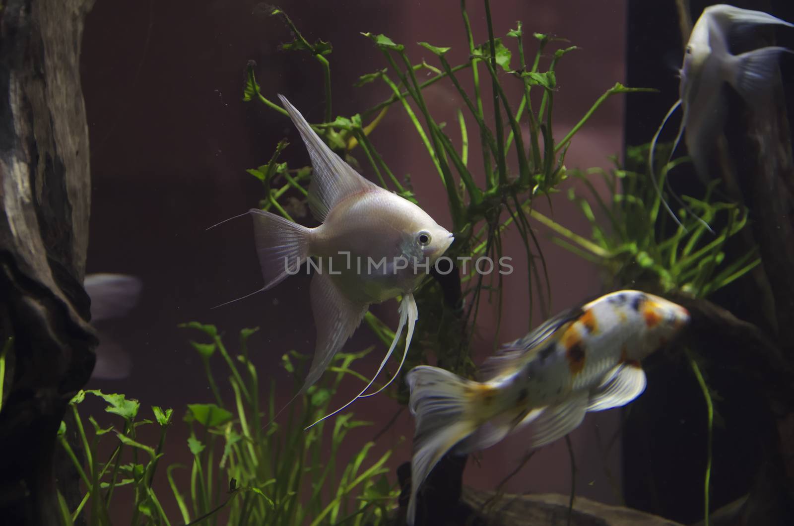 Fish in aquarium by siiixth