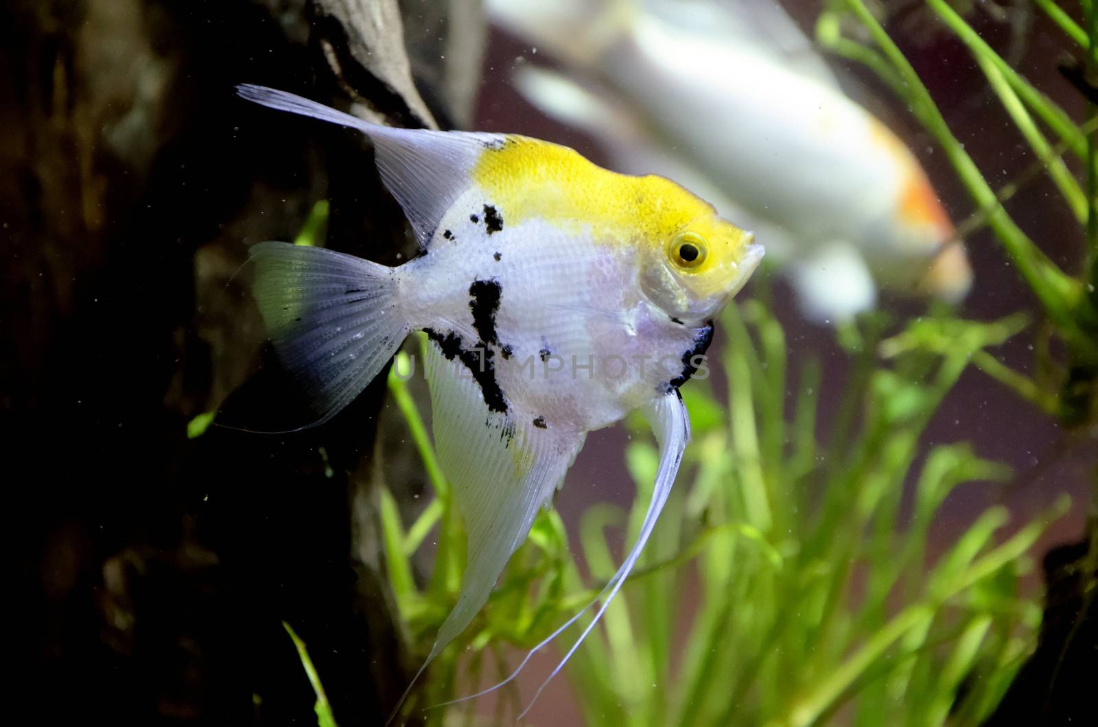 a Fish in aquarium