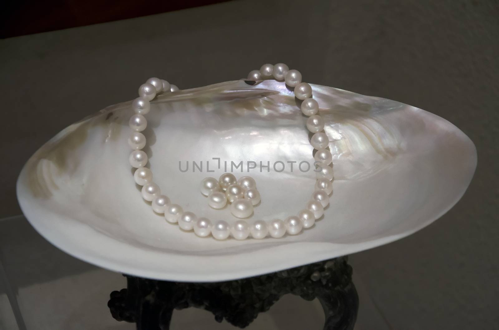 a sea shell and pearl
