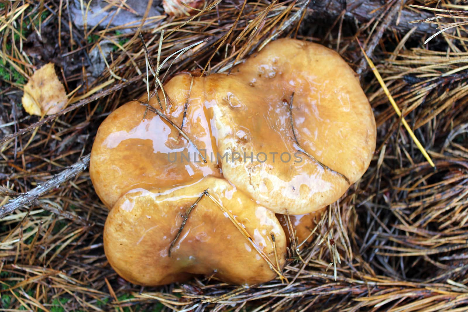 nice mushrooms of Suillus in the forest