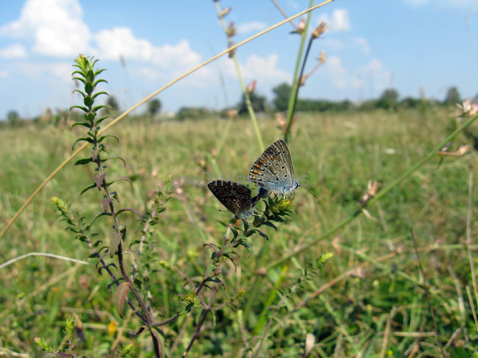 pair of nice butterflies of Silver-studded Blue in the field