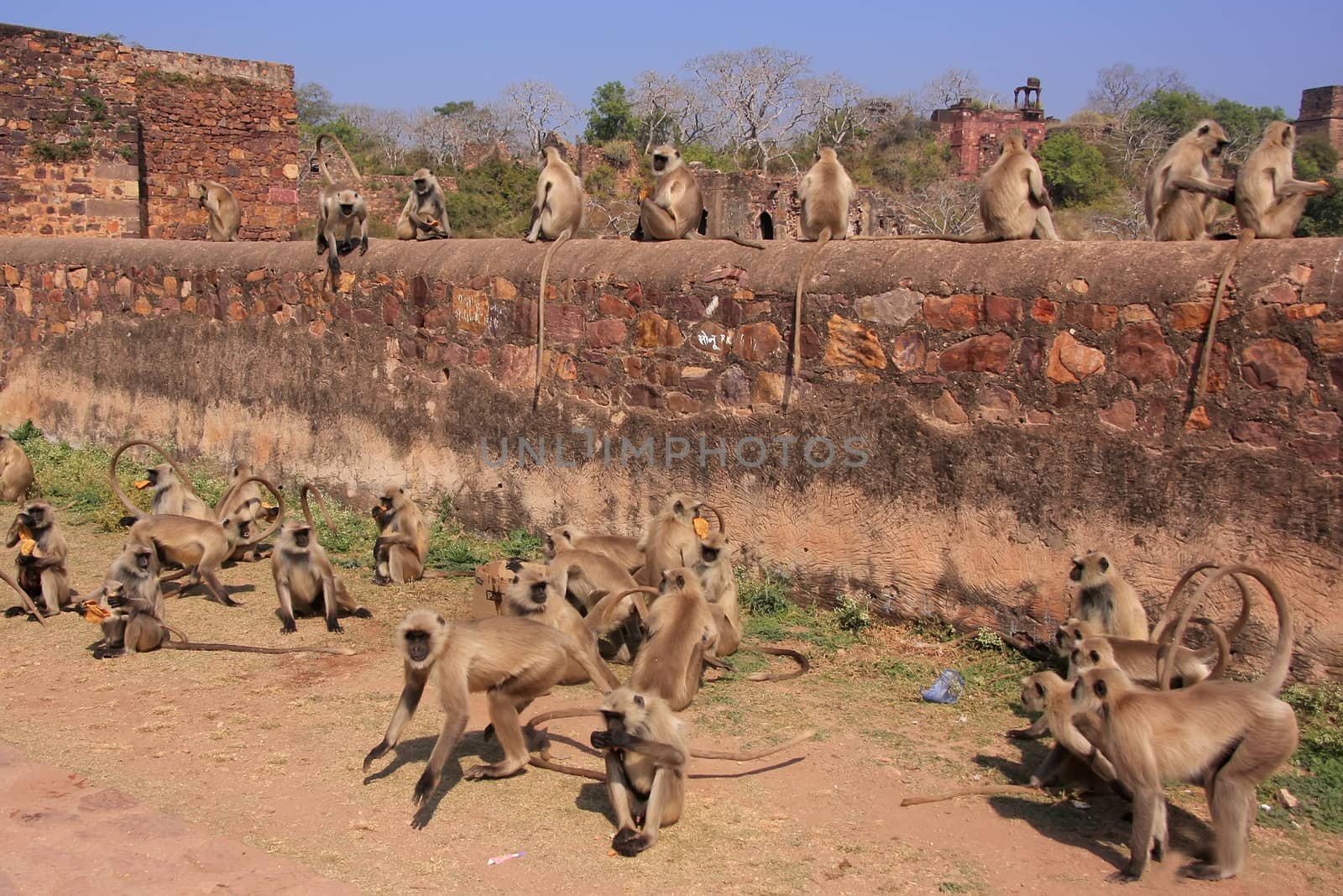 Gray langurs (Semnopithecus dussumieri) playing at Ranthambore F by donya_nedomam