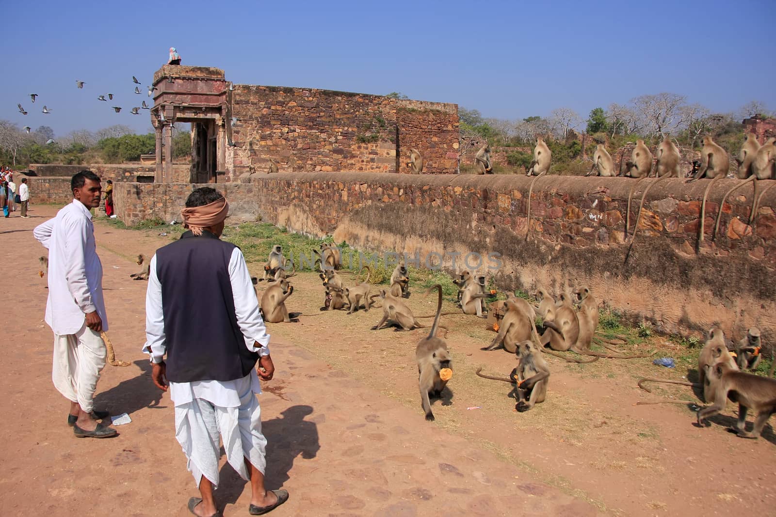 Indian man standing near gray langurs at Ranthambore Fort, Rajasthan, India