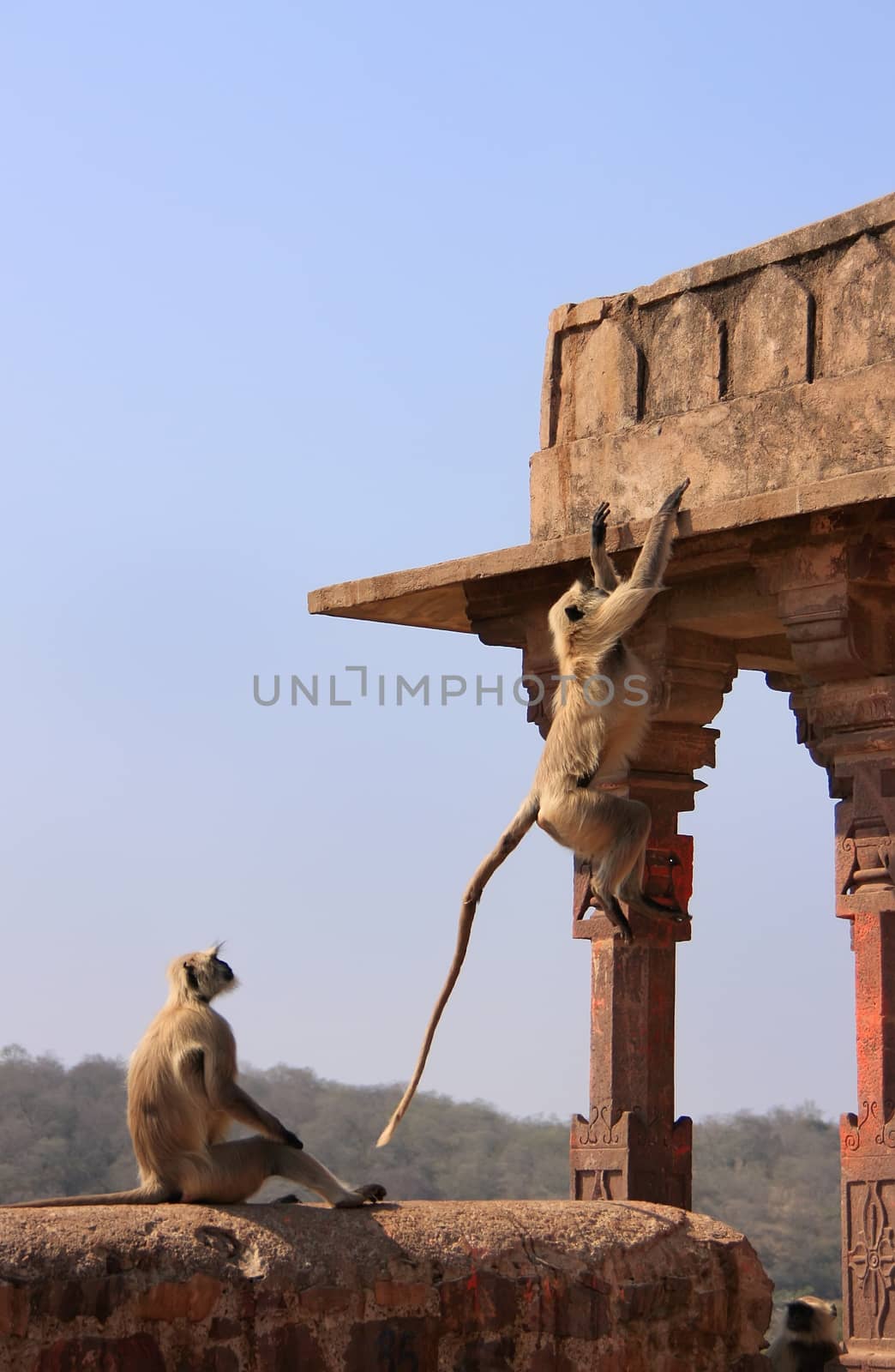 Gray langurs (Semnopithecus dussumieri) playing at Ranthambore Fort, Rajasthan, India