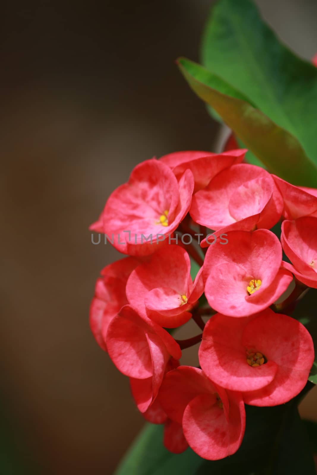 The crown of thorns or euphorbia flowers will bloom all year.