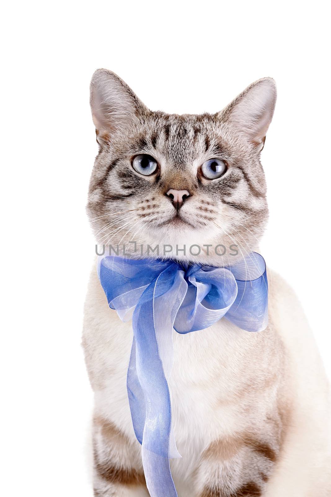 Portrait of a striped cat with a blue bow. by Azaliya