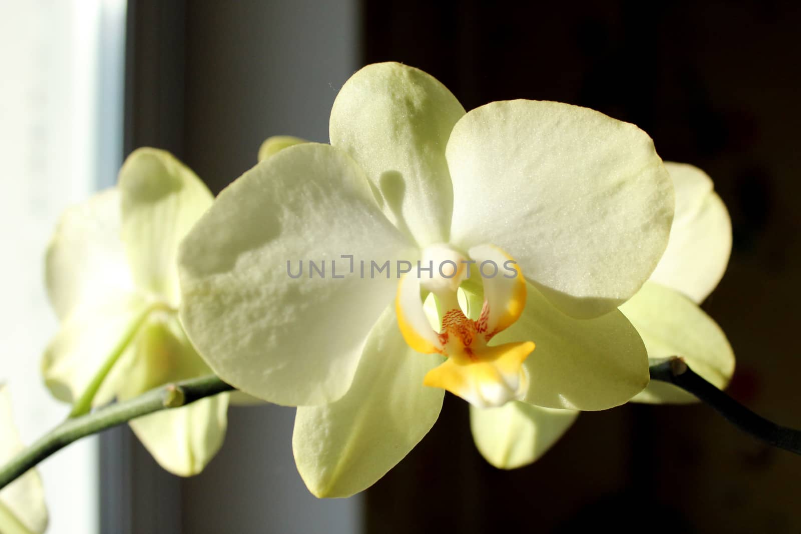 a blossoming yellow orchid by alexmak