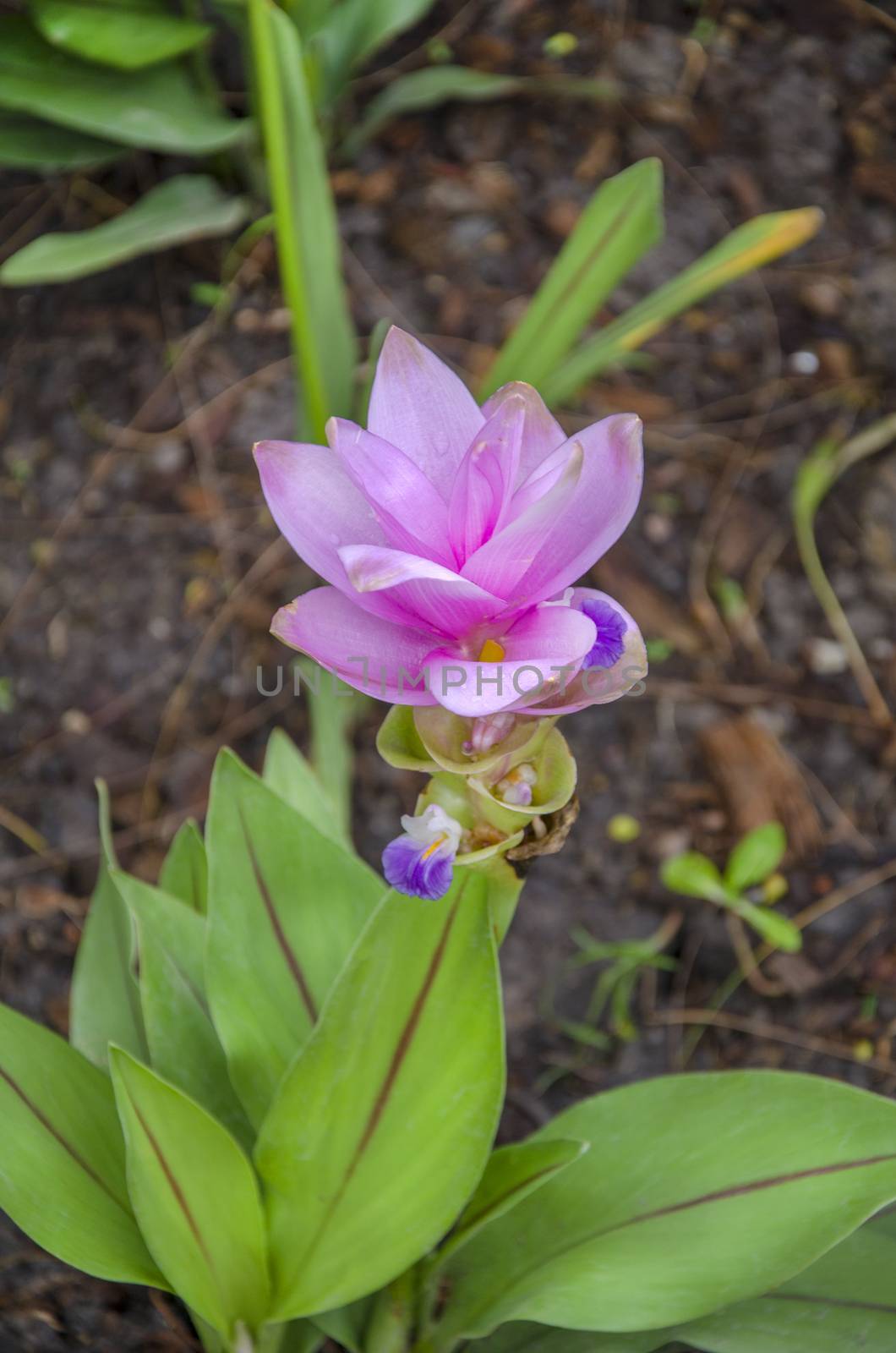 a Siam Tulip