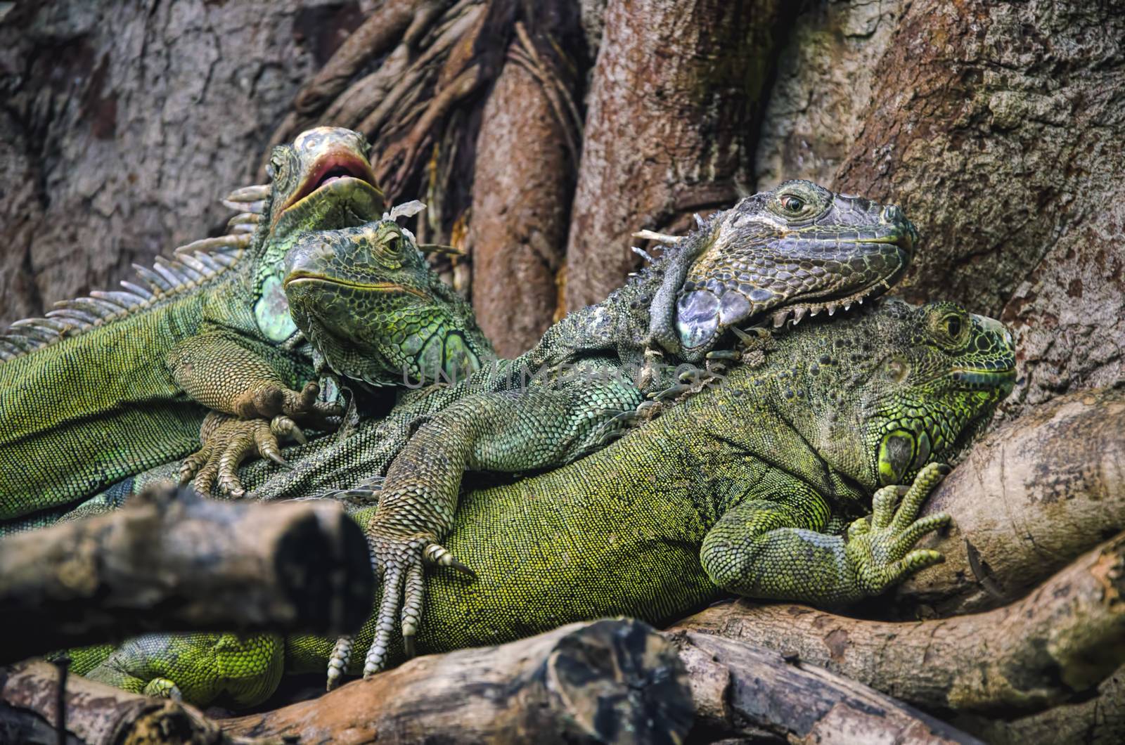 iguanas by siiixth