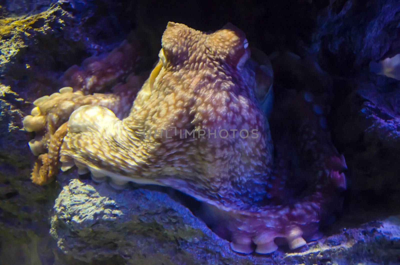 a Big octopus
