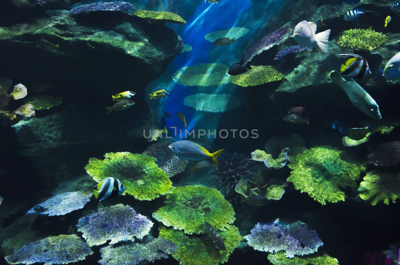 underwater life by siiixth