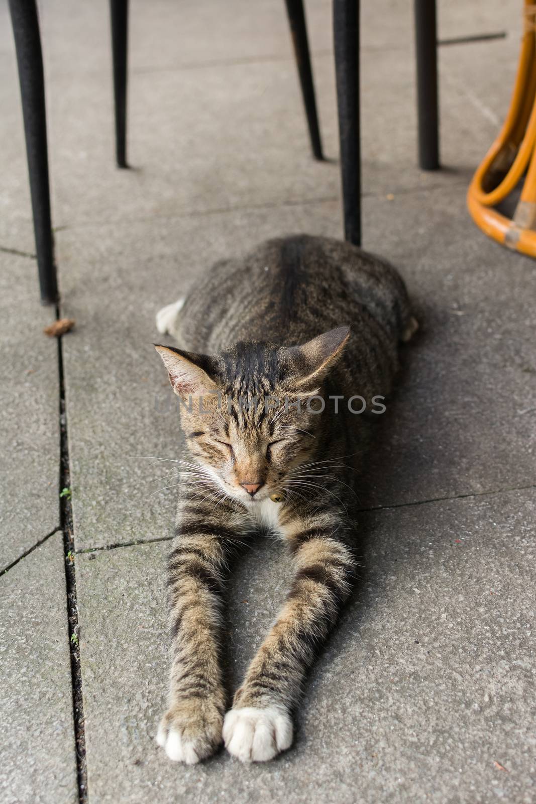 Tabby cat lying under the table to rest in the cat village of Houtong, Taiwan.
