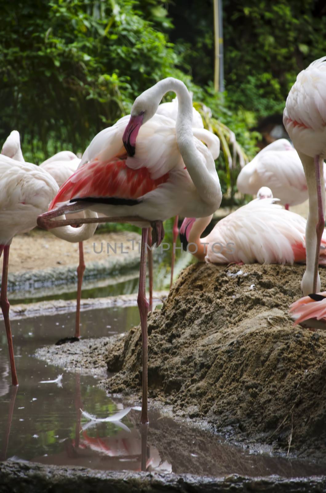 flamingo birds by siiixth