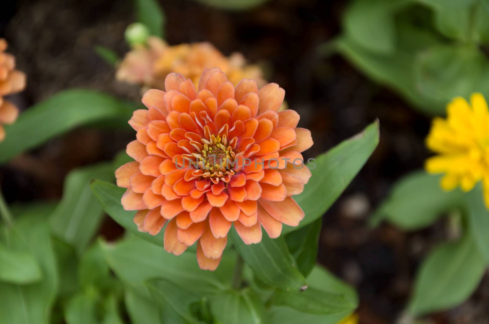 colorful zinnia flower by siiixth