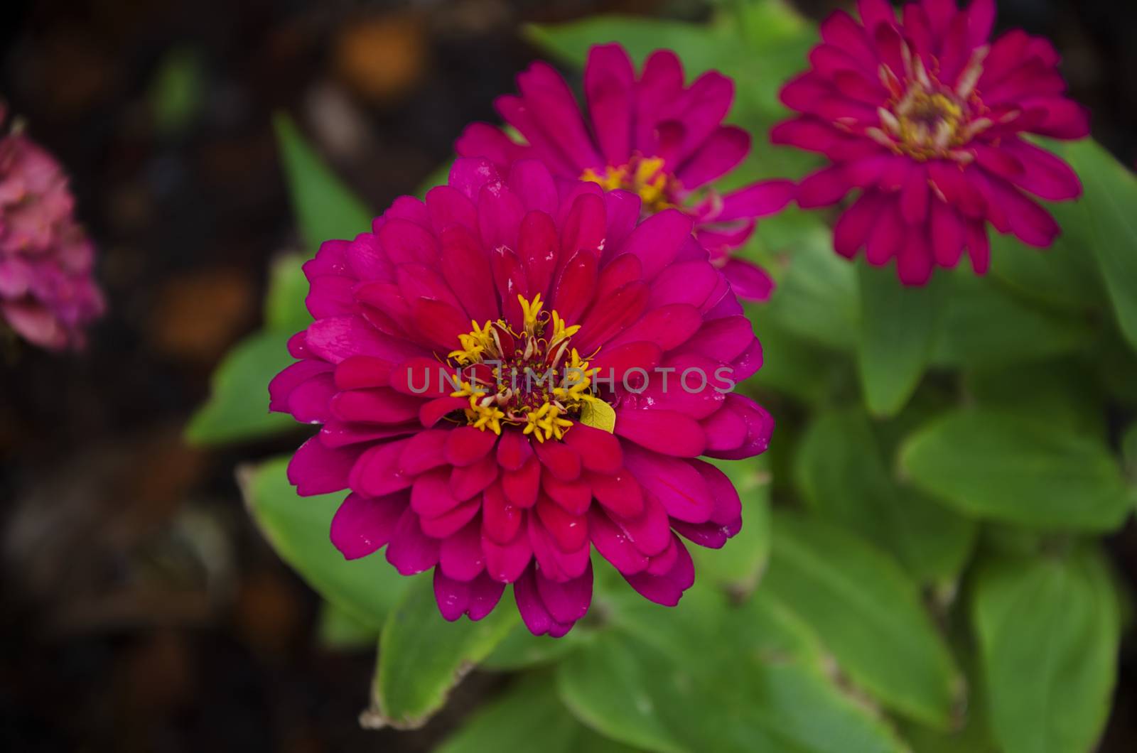 colorful zinnia flower by siiixth