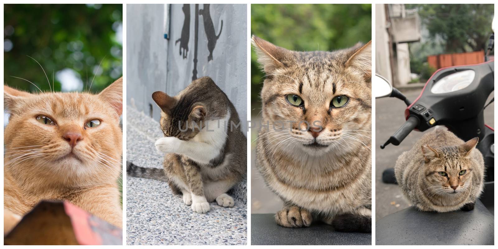 Collection of cat on the street in daytime.