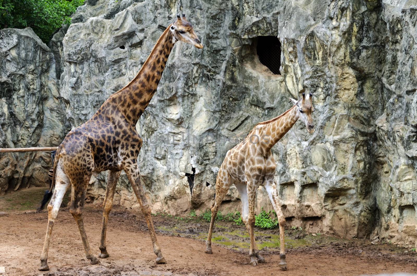 giraffe by siiixth