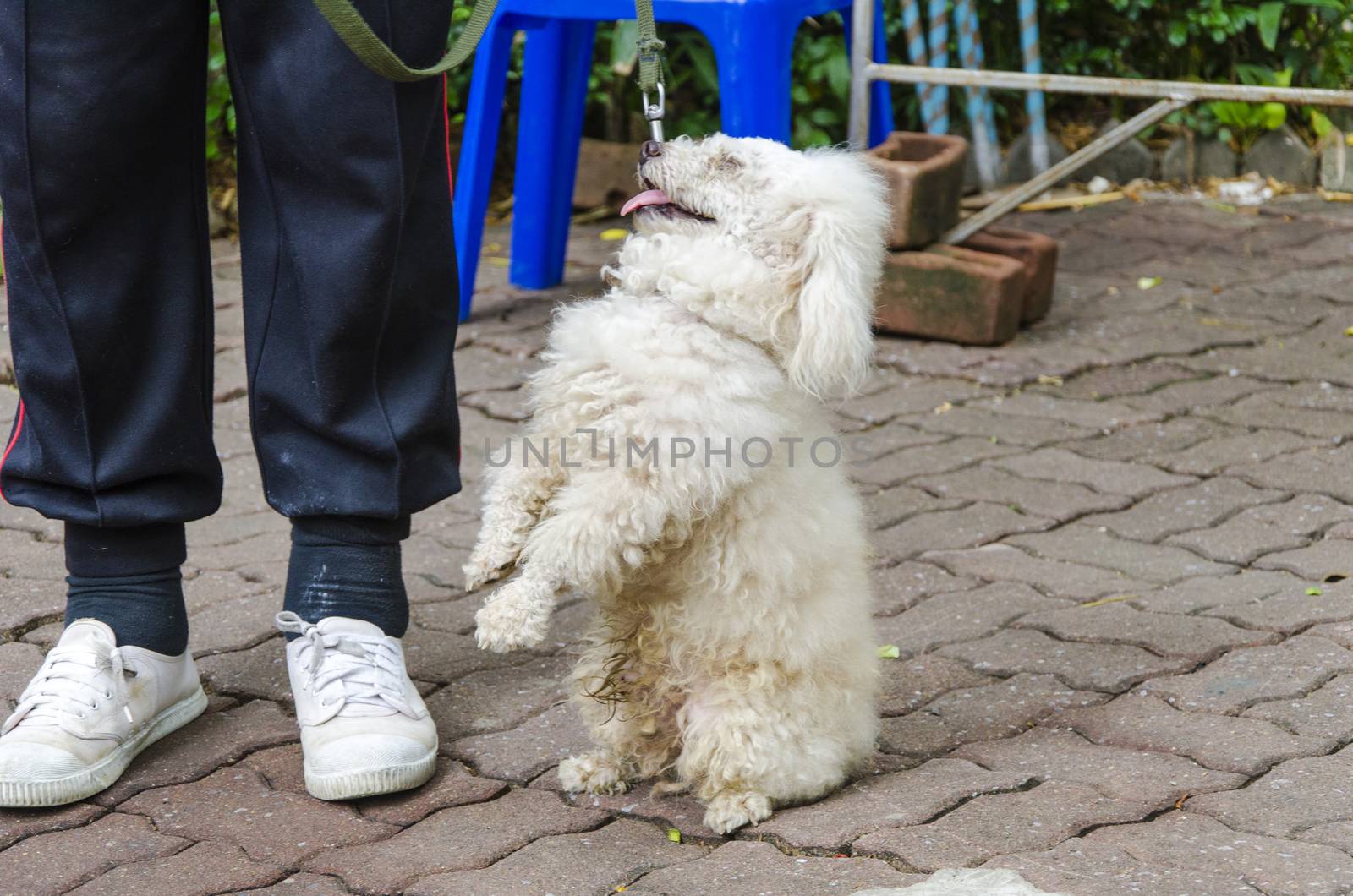 BANGKOK - AUGUST 2 2014, Dusit Sound Dog Show in Dusit Zoo or Ka by siiixth