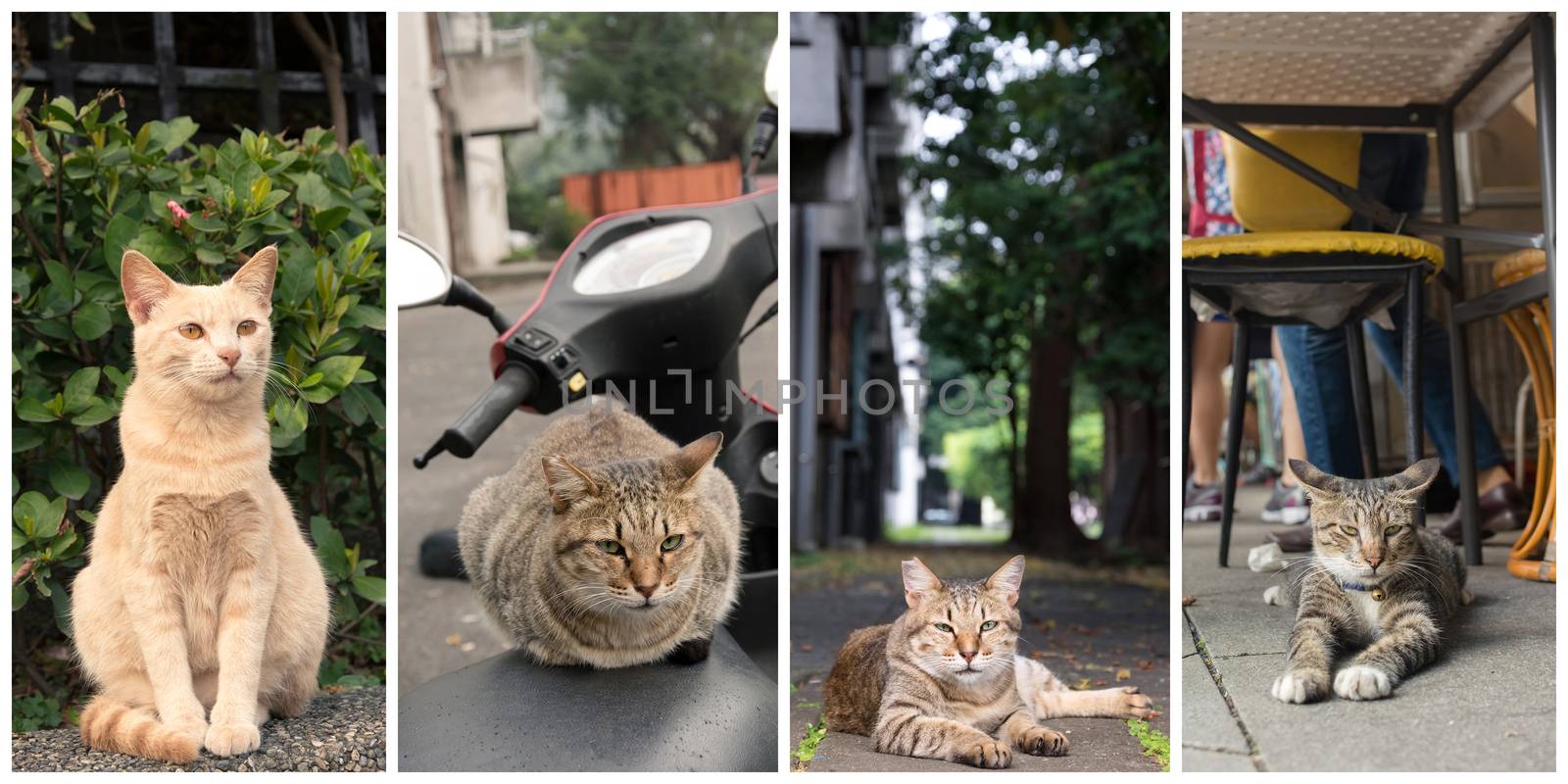 Collection of cat on the street in daytime.