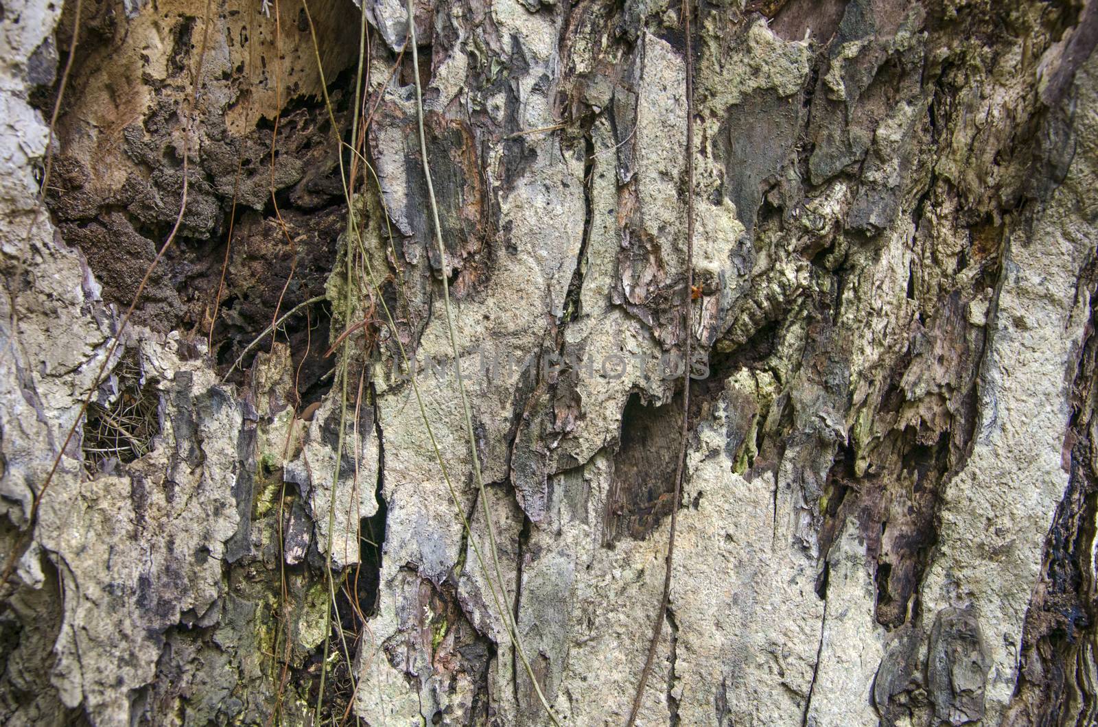 old tree trunk detail by siiixth