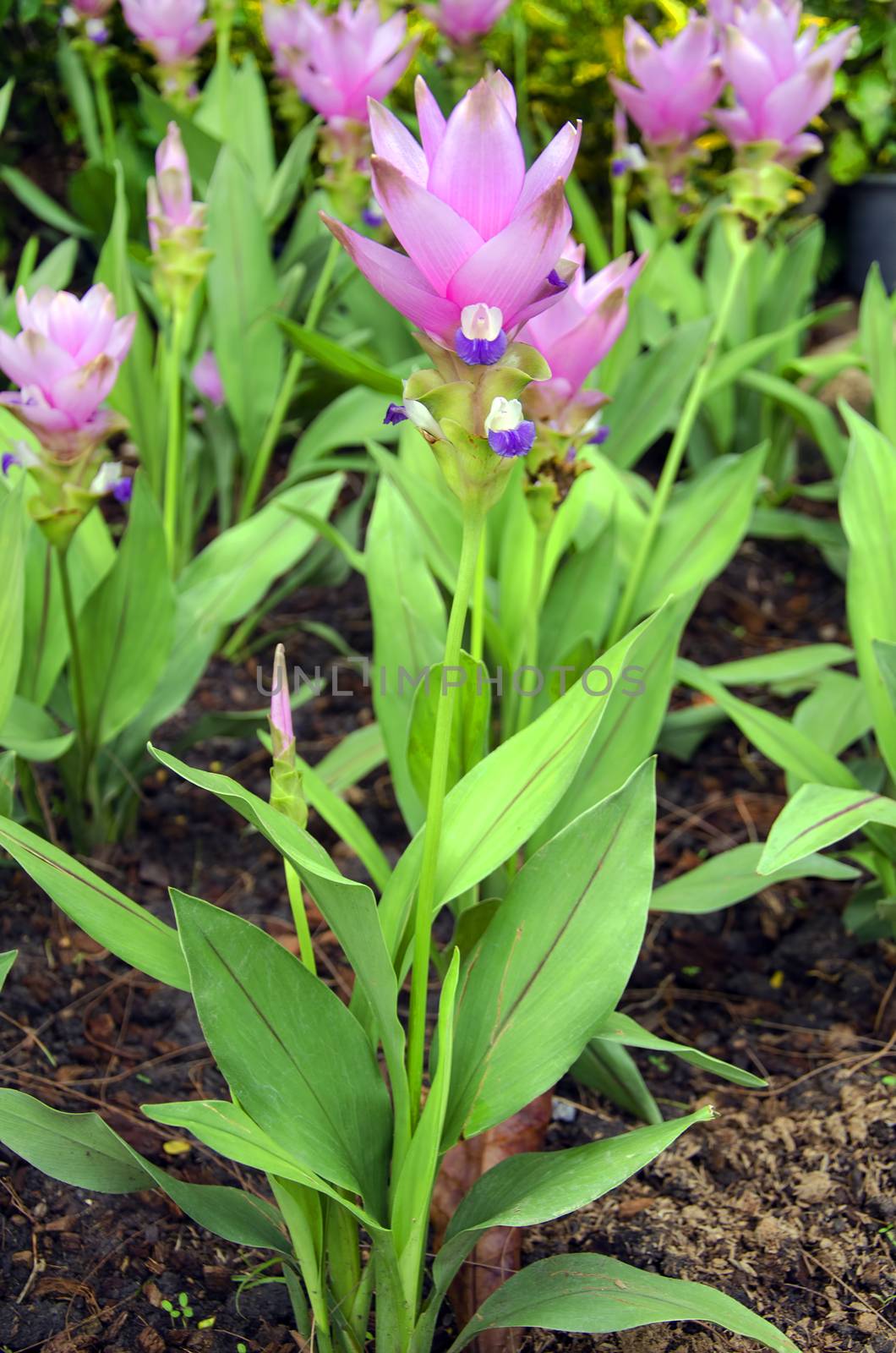 a Siam Tulip