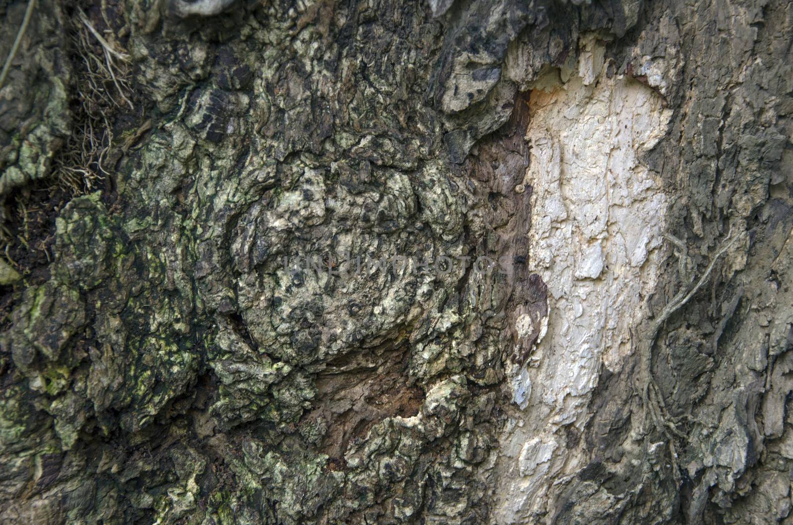 old tree trunk detail by siiixth