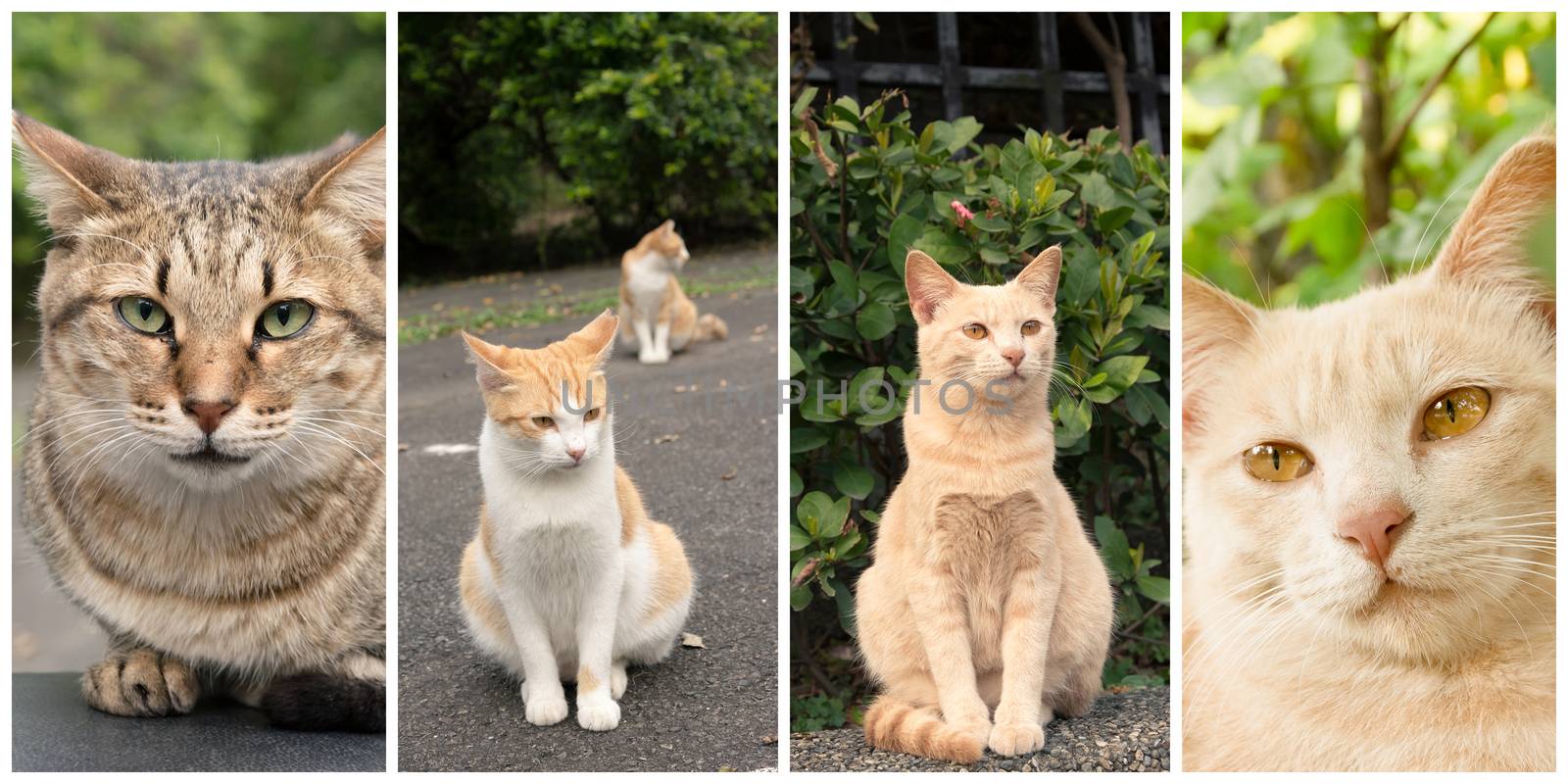 Collection of cat on the street in daytime.