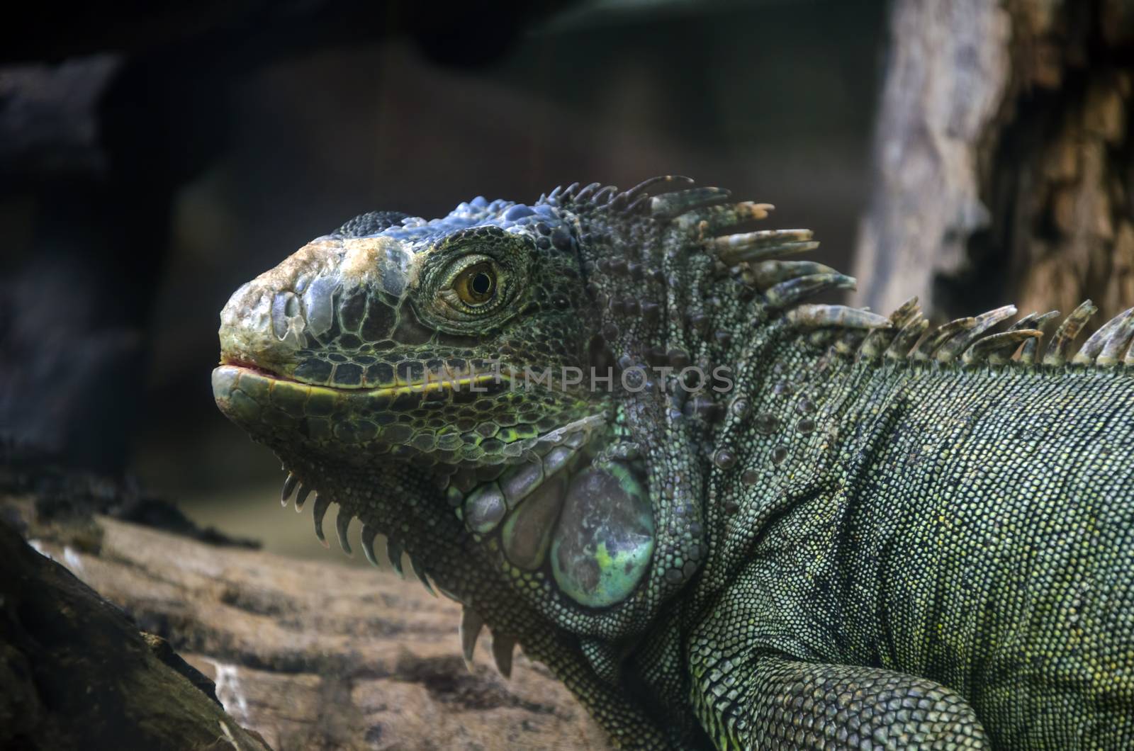 iguanas by siiixth