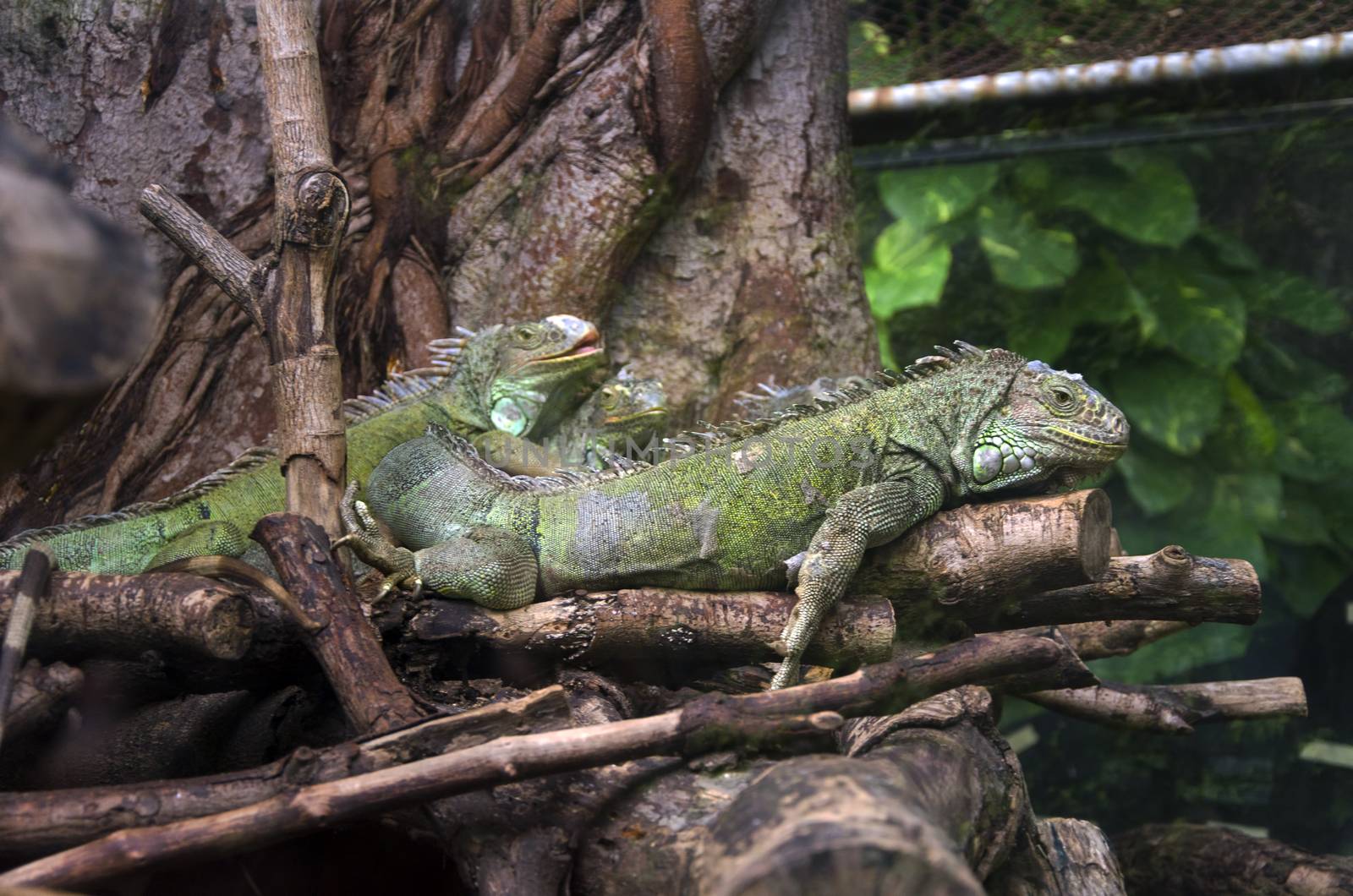 iguanas