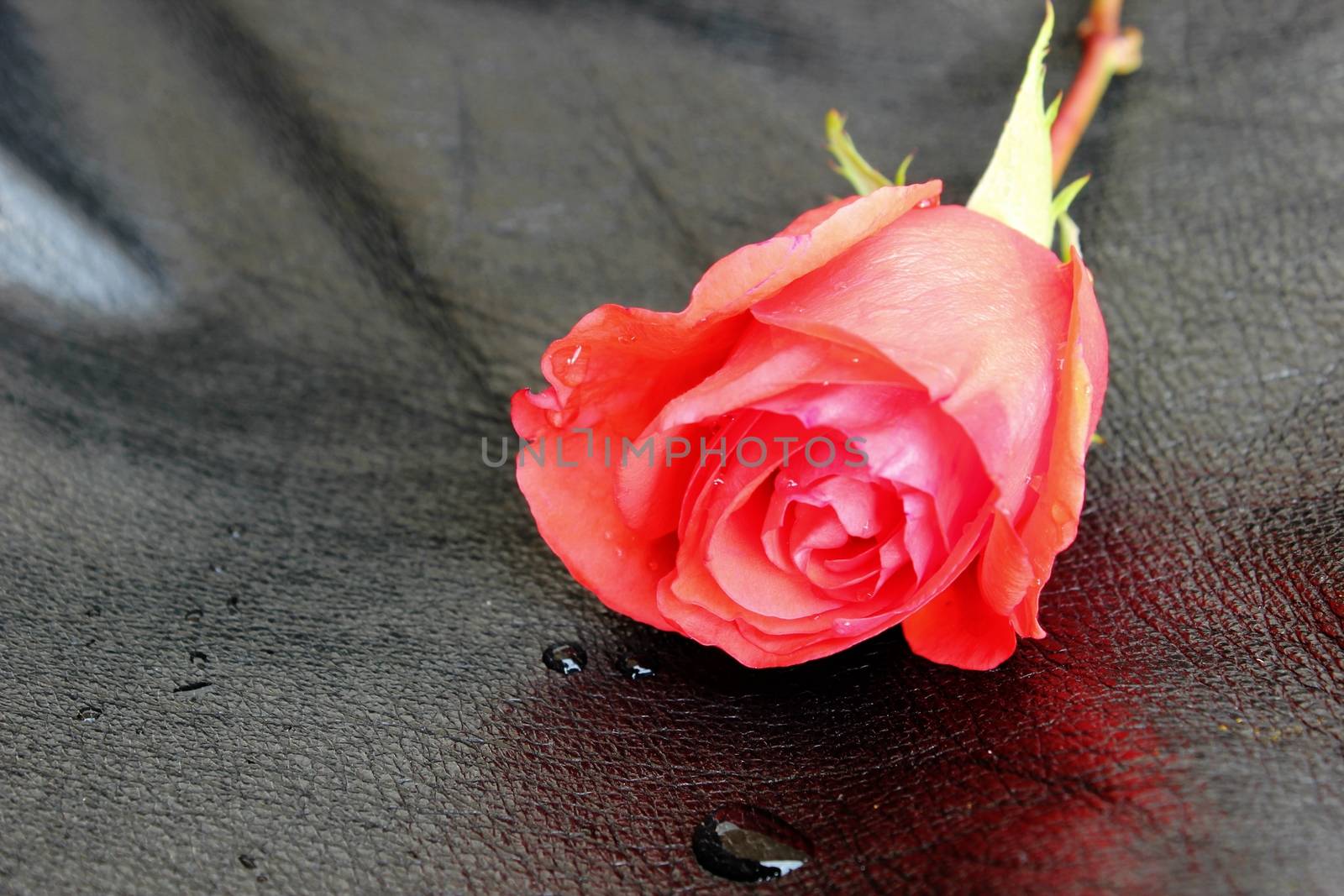 Red Rose on Black Leather by RichieThakur