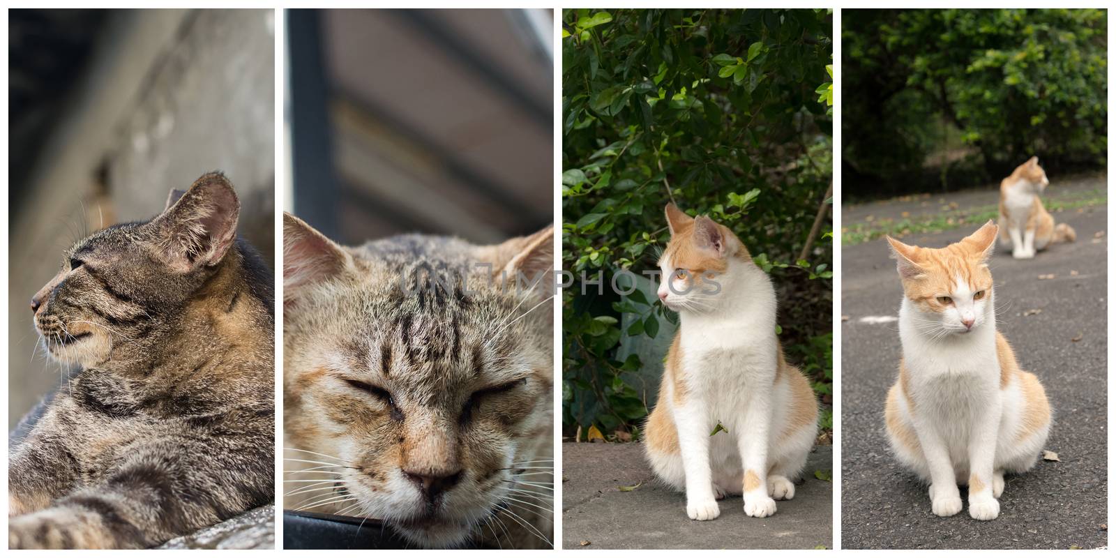 Collection of cat on the street in daytime.