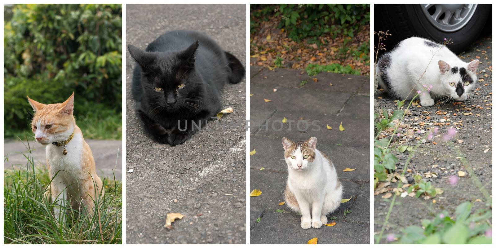 Collection of cat on the street in daytime.