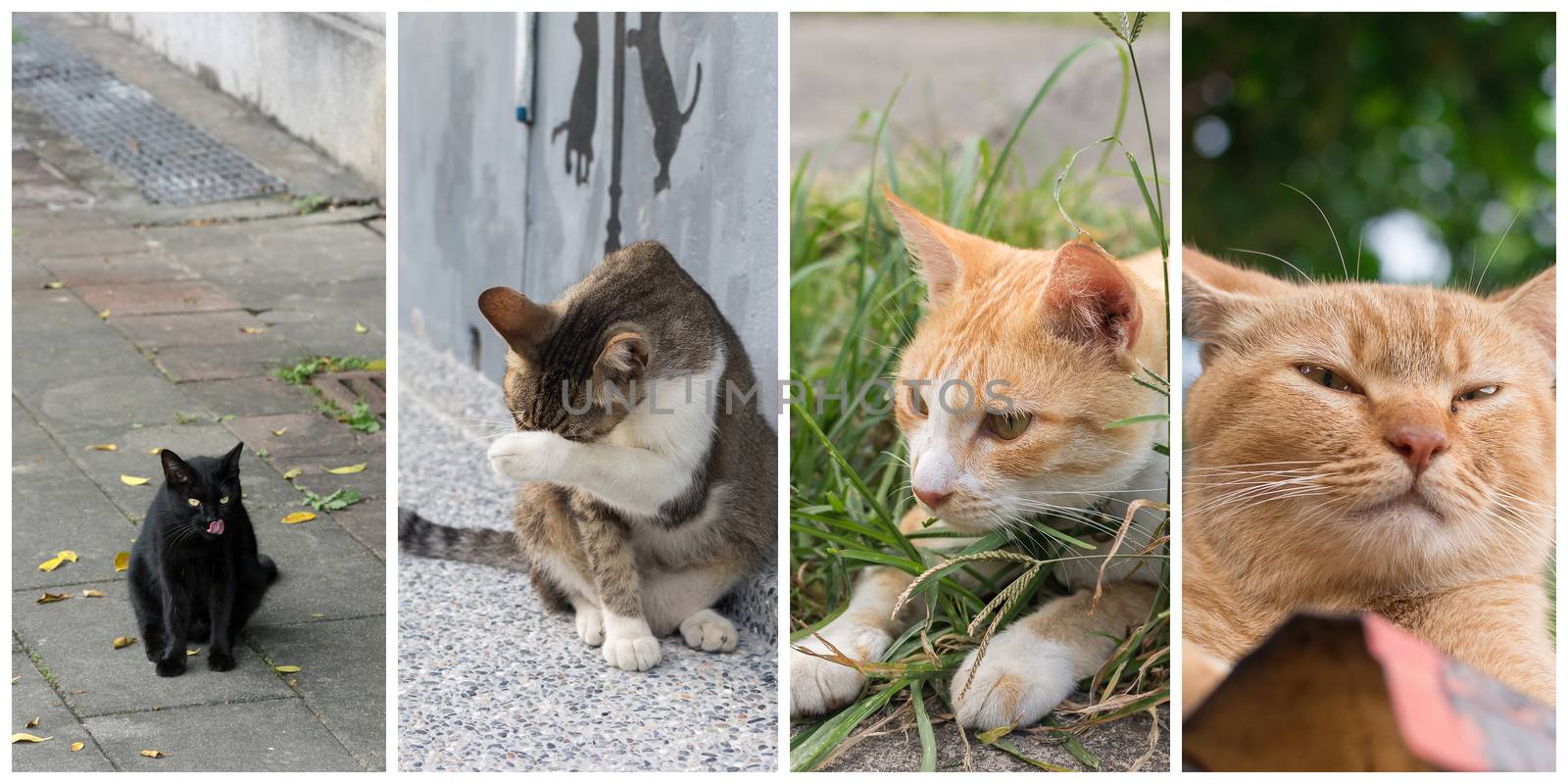 Collection of cat on the street in daytime.