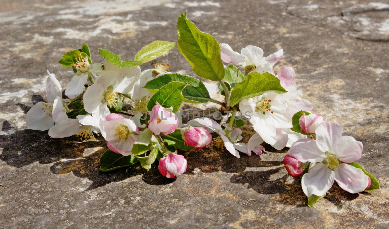 Still life photo of a bunch of peach tree spring blossom white flowers lying on a dark stone background. Best suited for nature, springtime and beauty concepts. 
