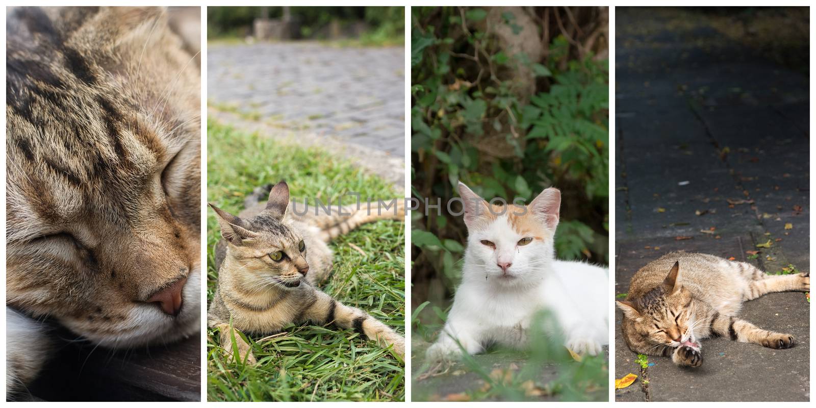 Collection of cat on the street in daytime.