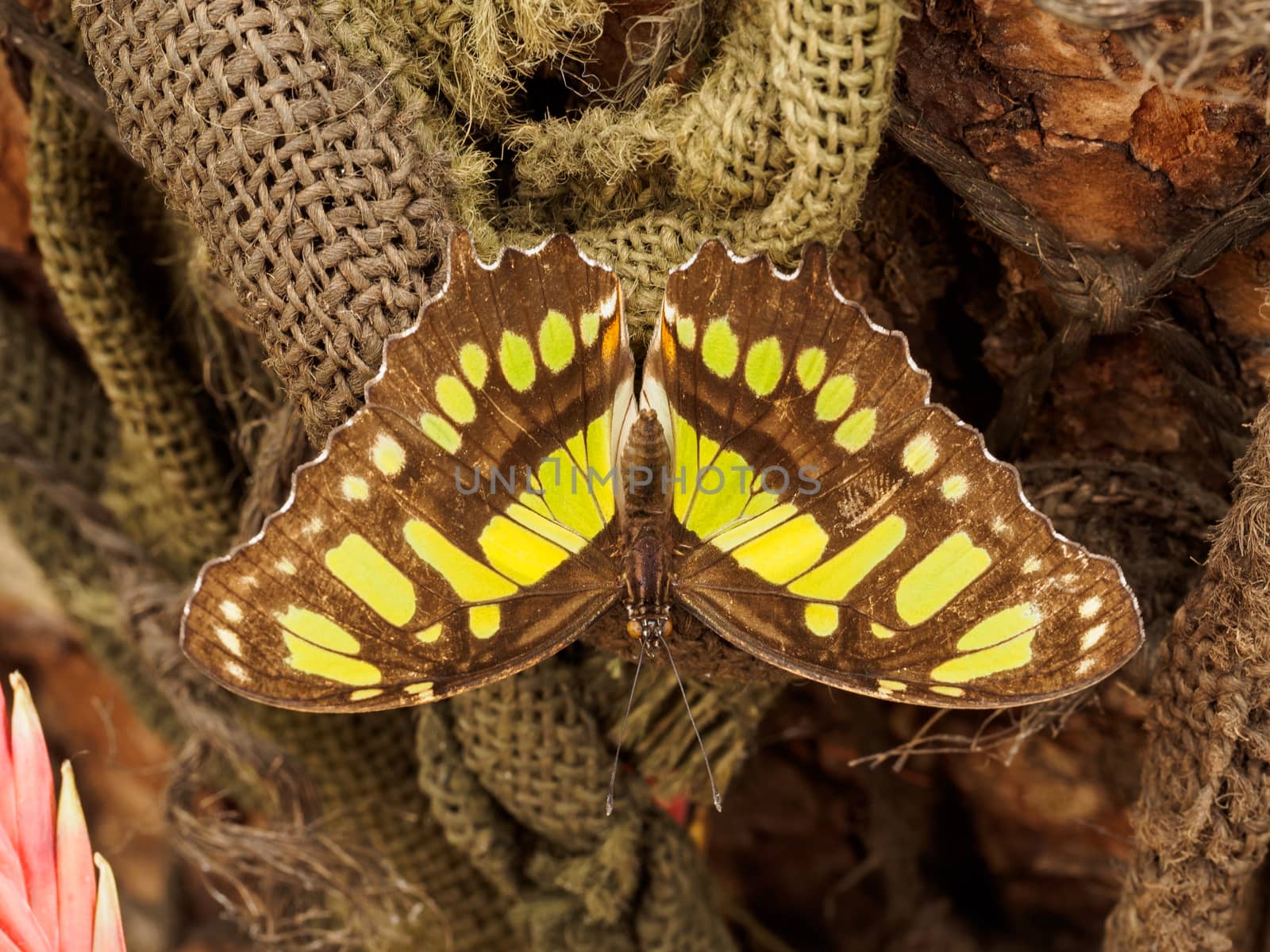 Spotted yellow black butterfly by frankhoekzema